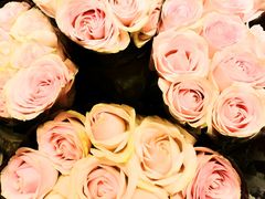 -双季花艺园艺市场(浦东店)