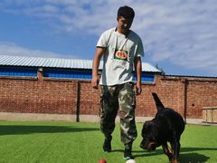 -北京京卫宠物寄养训练中心