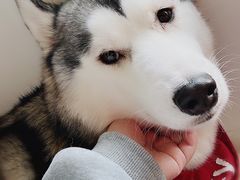 -Husky Go! 哈士奇体验馆·宠物咖啡厅狗咖