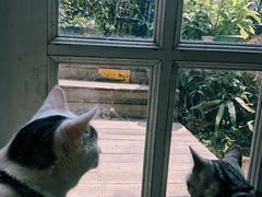 -海边的猫和咖啡馆