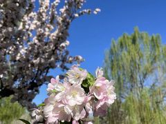 -海棠花溪(元大都城垣遗址公园)