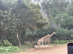 -广州长隆野生动物世界