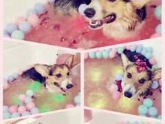 -派多格宠物·购宠(靛厂路店)