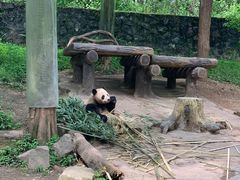 -都江堰中华大熊猫苑