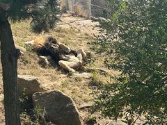 -西霞口神雕山野生动物世界