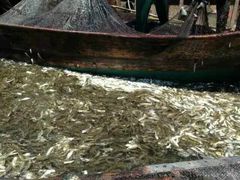 -浪琴湾尾角仔海鲜坊