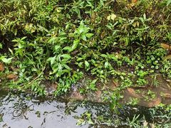 -重庆彩云湖湿地公园