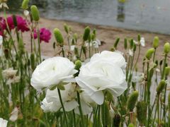 -上海鲜花港