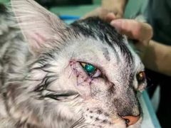 -东莞宠友24H宠物中心医院·转诊夜诊·异宠(新河北路院)