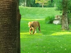 -北京野生动物园