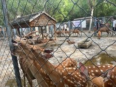 -长白岛森林公园