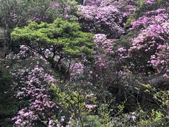 -梧桐山风景名胜区