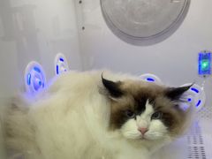 -爱洗澡的猫(望京店)