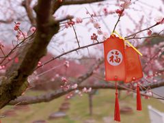-花开海上生态园