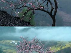 -婺源风景区