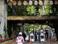 -西双版纳原始森林公园