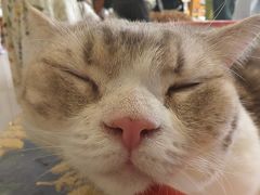 -平行世界·猫咖(首经贸店)
