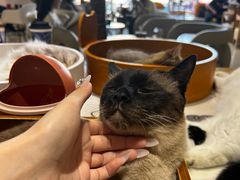 -藏猫猫咖啡主题馆(中央大道店)