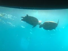 -海棠湾洲际-涛·海底餐厅·美人鱼·自助餐·海底隧道
