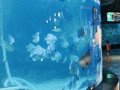 -烟台海昌鲸鲨海洋公园