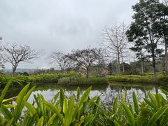 -中国科学院西双版纳热带植物园