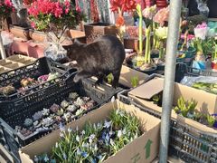 -中环花鸟鱼虫市场