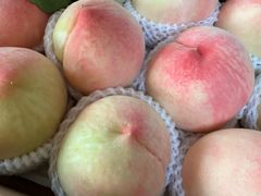 -南汇新场正宗水蜜桃采摘