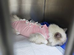 -中农国际动物医院24小时·猫科·骨科·急重症中心