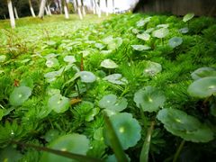 -艾溪湖湿地公园