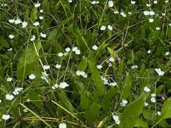 -广西壮族自治区药用植物园