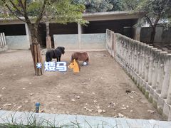 -成都动物园