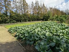 -前小桔亲子创意农场·草莓采摘·露营烧烤