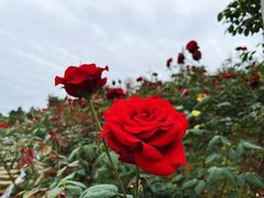 -都江堰玫瑰花溪谷
