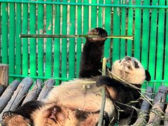 -西霞口神雕山野生动物世界