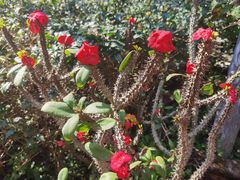 -瑞丽独树成林风景区