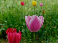 -北京国际鲜花港