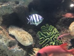 -苏州海洋馆
