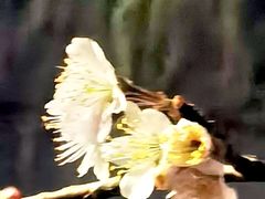 -环城公园