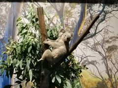 -广州长隆野生动物世界