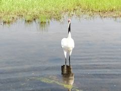 -黑龙江扎龙生态旅游区