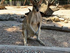 -费瑟代尔野生动物园