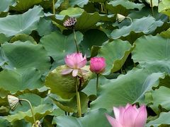 -荔湾湖公园