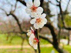 -梅花山(明孝陵内)