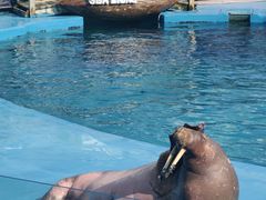 -海合安青岛极地海洋公园