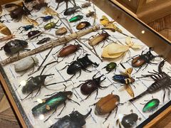 -恋物百货商店(华侨城店)