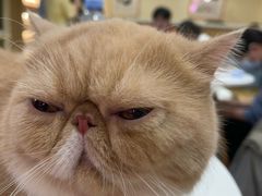 -滚猫咖啡·猫咖·猫友好撸猫(未来城店)