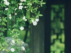 -长安·大茶饭