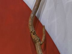 -Catch Bagel(芳草地店)