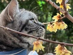 -东方名猫馆·英短金渐层布偶猫舍(环线广场1号楼店)