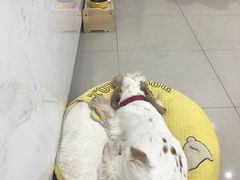 -汪小喵宠物·戴维斯乐芳希施宠馨宝皮毛调理洗护店
